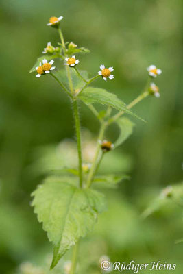 Galinsoga parviflora (Kleinblütiges Franzosenkraut)