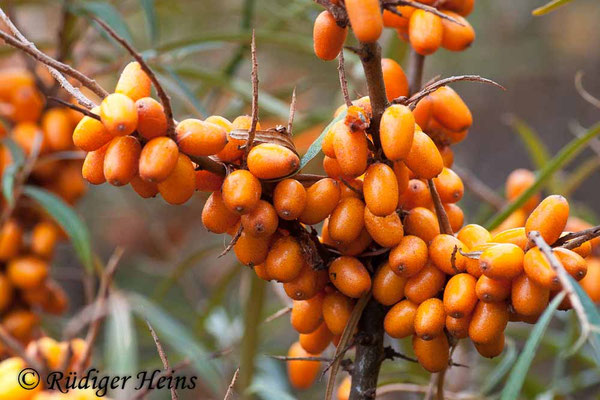 Hippophae rhamnoides (Sanddorn)
