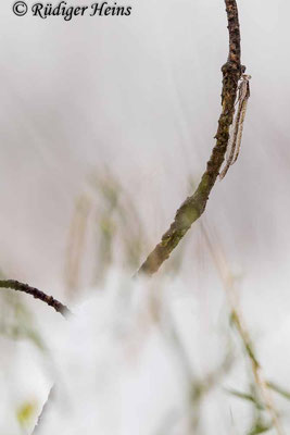 Ein Weibchen im ersten Schnee, 6.12.2023 - Makroobjektiv 180mm f/3.5