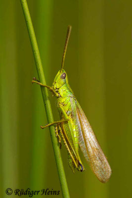 Chrysochraon dispar (Große Goldschrecke) makropteres Männchen, 20.7.2019