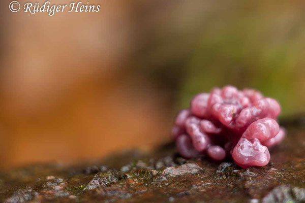 Ascocoryne sarcoides (Fleischroter Gallertbecher), 1.12.2017