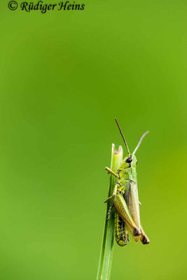 Pseudochorthippus montanus (Sumpfgrashüpfer) Männchen, 14.9.2018