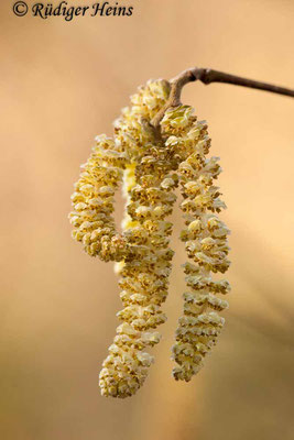 Corylus avellana (Gemeine Haselnuss), 5.2.2020