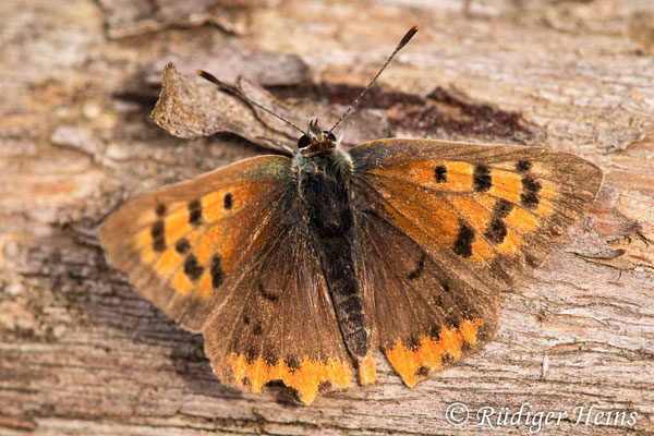 Lycaena phlaeas (Kleiner Feuerfalter), 12.10.2023