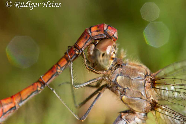 Sympetrum striolatum (Große Heidelibelle) Paarung, 13.11.2020