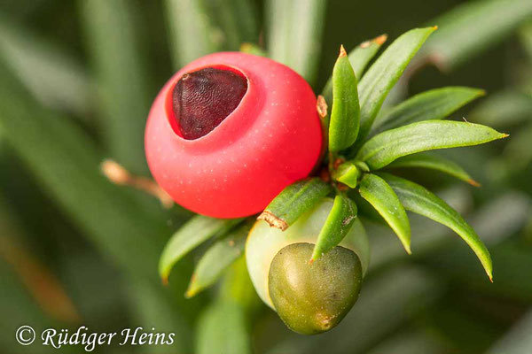 Taxus baccata (Europäische Eibe), 23.8.2020