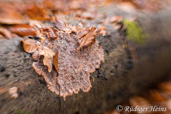 Orangeroter Kammpilz (Phlebia radiata), 17.11.2024 - Lensbaby Sweet 35mm f/2