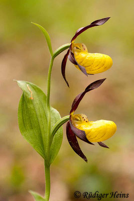 Cypripedium calceolus (Gelber Frauenschuh), 18.5.2012