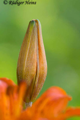 Lilium bulbiferum (Feuer-Lilie), 21.6.2020