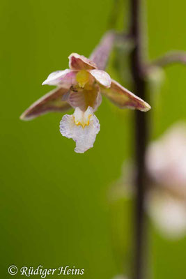 Epipactis palustris (Sumpf-Stendelwurz), 28.6.2016