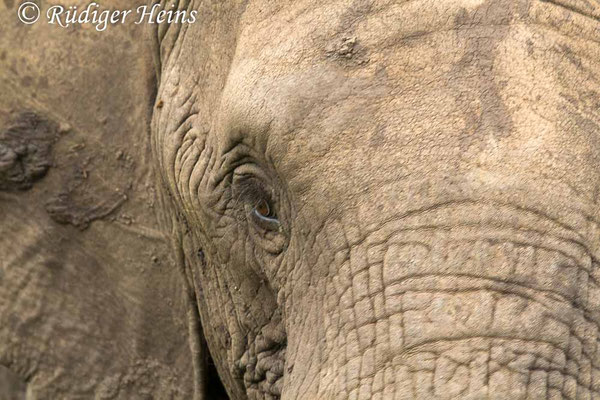 Loxodonta africana (Afrikanischer Elefant), 25.1.2019