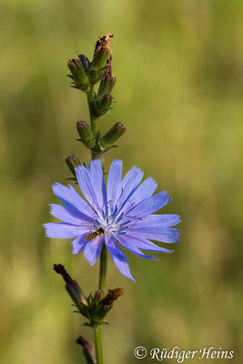 Cichorium intybus (Gemeine Wegwarte), 24.7.2018