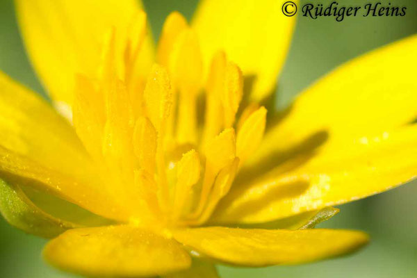 Ranunculus ficaria (Scharbockskraut), 28.4.2013