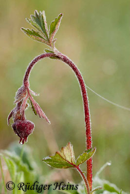 Geum rivale (Bach-Nelkenwurz)