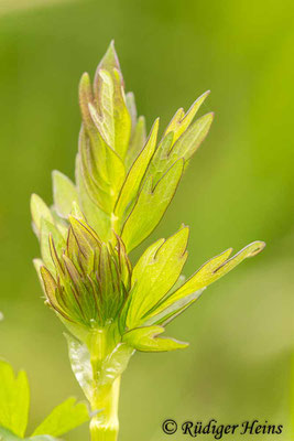 Thalictrum flavum (Gelbe Wiesenraute), 29.5.2021