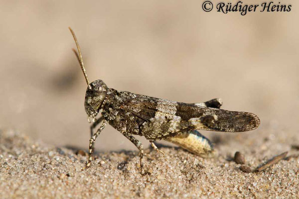 Oedipoda caerulescens (Blauflügelige Ödlandschrecke) Männchen, 2.8.2018