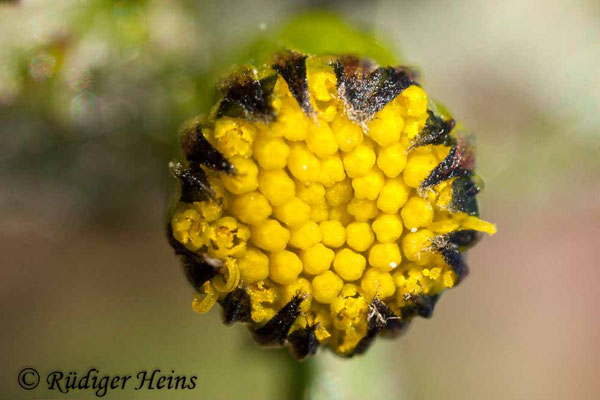 Senecio vulgaris (Gewöhnliches Greiskraut), 22.3.2020