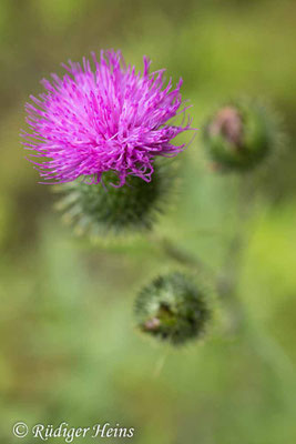 Cirsium vulgare (Gewöhnliche Kratzdistel), 1.8.2025