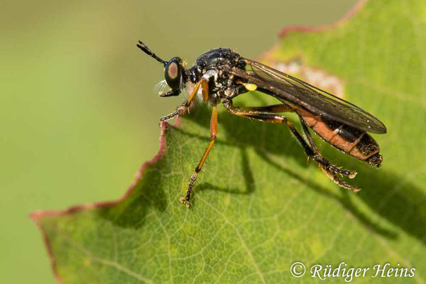 Dioctria hyalipennis (Gemeine Habichtsfliege) Weibchen, 21.6.2020