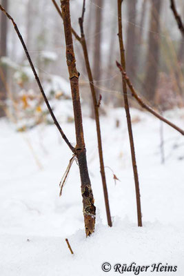 Gemeine Winterlibelle (Weibchen gut sichtbar bei Schnee), 6.12.2023 - Weitwinkelzoom 16-35mm f/4