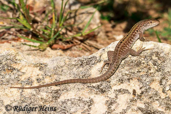 Podarcis sicula (Ruineneidechse), 22.9.2019