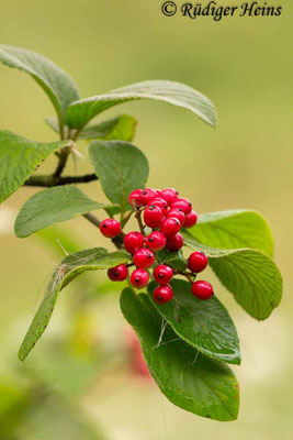 Viburnum lantana (Wolliger Schneeball), 7.8.2019