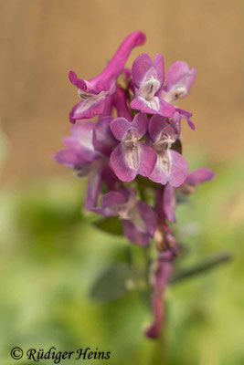 Corydalis cava (Hohler Lerchensporn), 12.4.2021