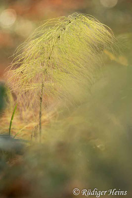 Equisetum sylvaticum (Wald-Schachtelhalm), 16.11.2020