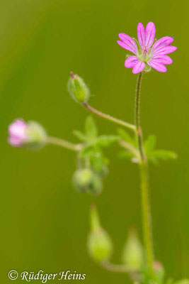 Geranium molle (Weicher Storchschnabel), 2.6.2013