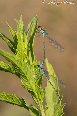 Erythromma viridulum (Kleines Granatauge) Tandem, 21.5.2024