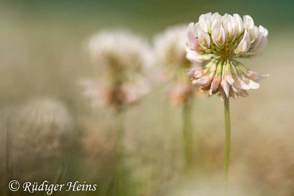 Trifolium repens (Weißklee)