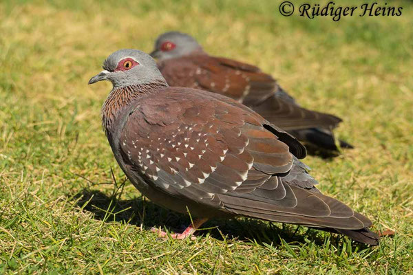 Columba guinea (Guineataube), 19.1.2019