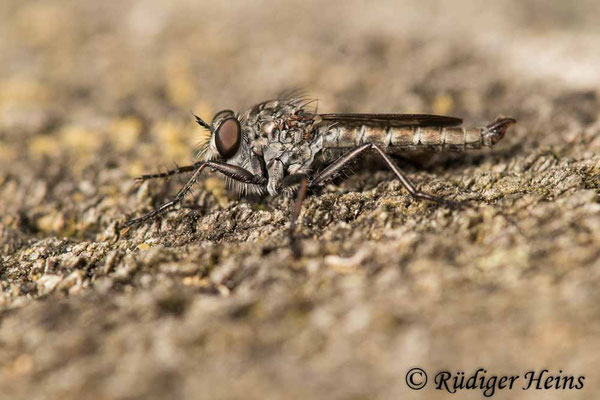 Tolmerus pyragra (Kleine Raubfliege) Männchen
