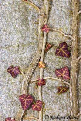 Hedera helix (Gemeiner Efeu), 18.3.2006