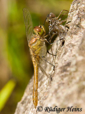 Sympetrum vulgatum (Gemeine Heidelibelle) Männchen nach Schlupf, 22.8.2009