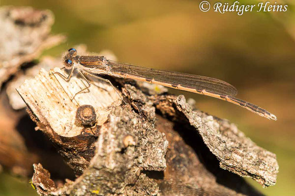 Sympecma fusca (Gemeine Winterlibelle) Männchen beim morgendlichen Sonnenbad in Gewässernähe, 27.4.2020