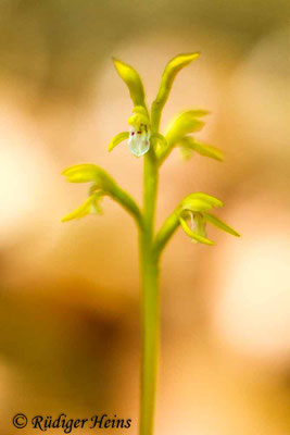 Corallorhiza trifida (Korallenwurz), 2.5.2015