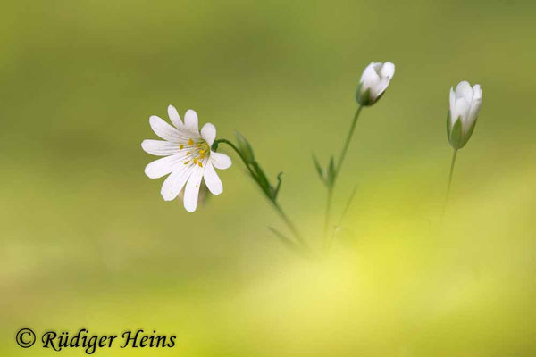 Stellaria holostea, Große Sternmiere