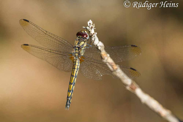 Trithemis festiva (Schwarzer Sonnenzeiger) Weibchen