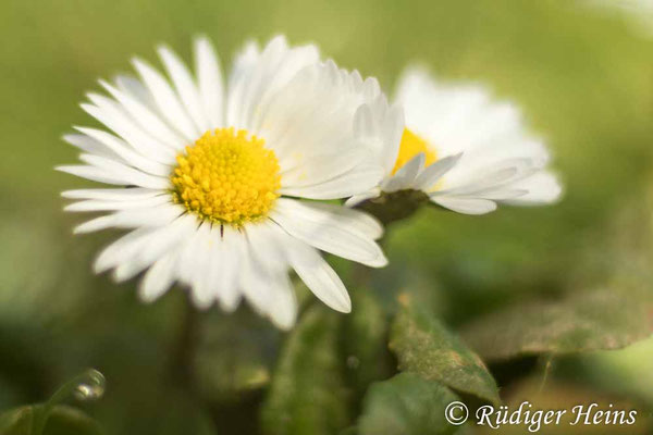Bellis perennis (Gänseblümchen)