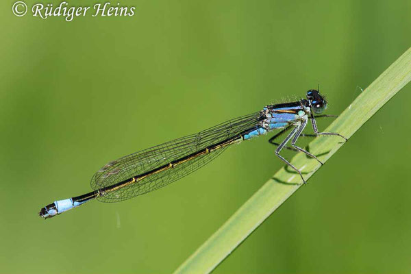 Ischnura elegans (Große Pechlibelle) Weibchen, 30.5.2021