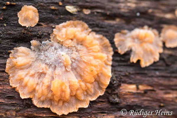Phlebia radiata (Orangeroter Kammpilz), 15.11.2024