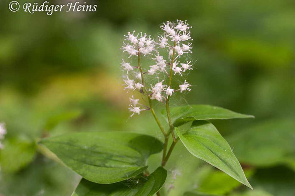 Maianthemum bifolium (Zweiblättrige Schattenblume), 5.6.2006