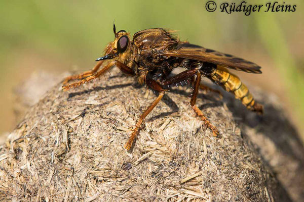 Hornissen-Raubfliege (Asilus crabroniformis) Männchen, 26.8.2024 - Makroobjektiv 180mm f/3.5