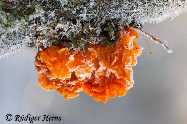 Goldgelber Zitterling (Tremella mesenterica), 30.12.2016