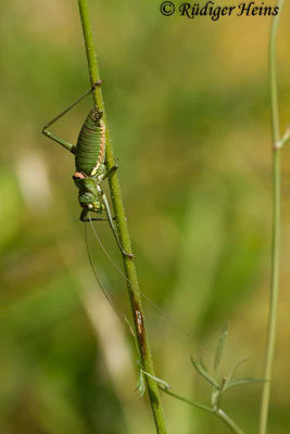 Uromenus brevicollis (Tyrrhenische Sattelschrecke) Männchen, 20.6.2018