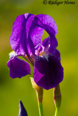 Iris germanica (Deutsche Schwertlilie), 6.5.2016