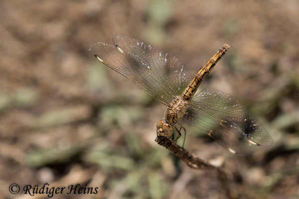 Brachythemis impartita, Treuer Kurzpfeil, Weibchen