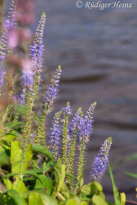 Veronica longifolia (Langblättriger Ehrenpreis), 17.7.2007