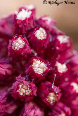 Petasites hybridus (Gewöhnliche Pestwurz)